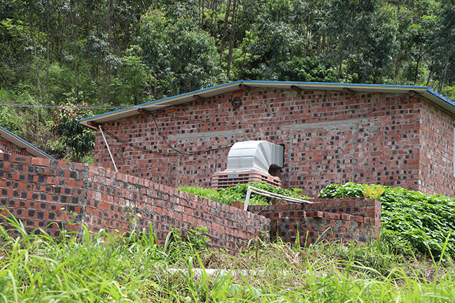 L(fng)C(j)r(ji)ʹÏVmB(yng)ֳ(chng)ʹ